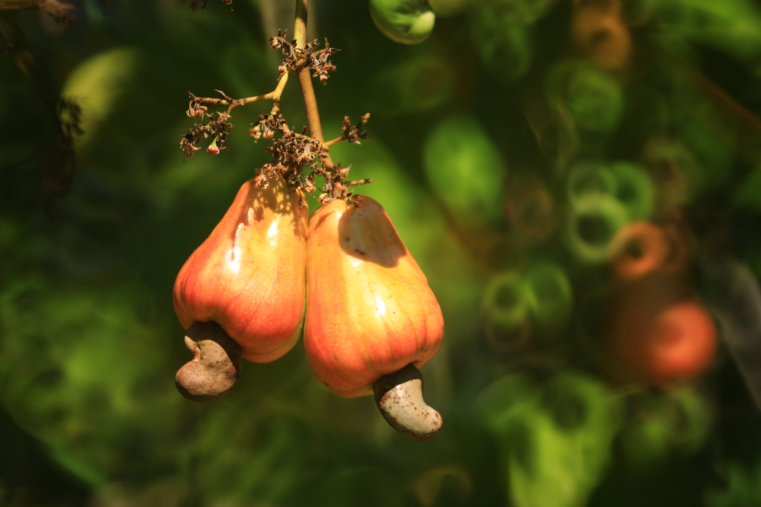 Screen 3 Cashew Apple