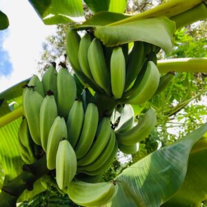 Plantain Tree